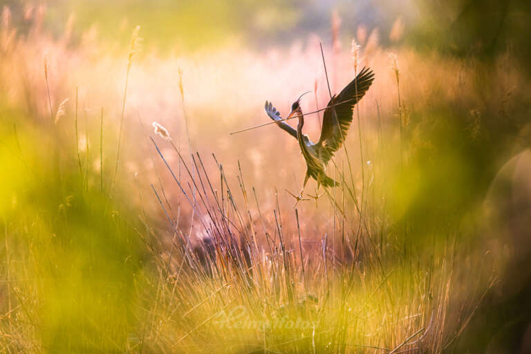 Ein Foto von Naturfotograf Stefan Imig - Vogel bei der Landung