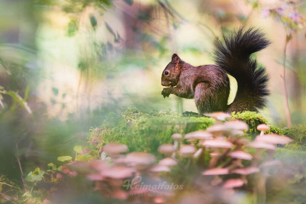 Ein Foto von Naturfotograf Stefan Imig - Eichhörnchen auf Pilzen