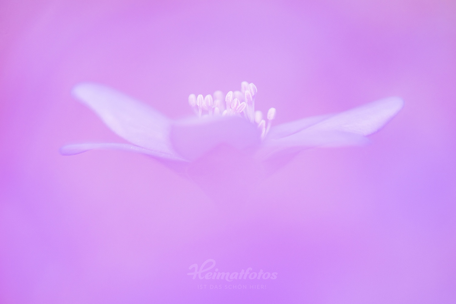 Foto eines Leberblümchens (Küchenschelle, Pulsatilla vulgaris) von Heimatlicht Stefan Imig, Heimatfotos.de
