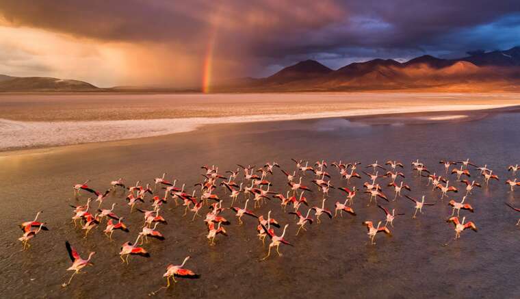 Ein Foto von Fotograf Stefan Forster zeigt Flamingos in Chile, Referent bei der Mundologia 2022 in Freiburg