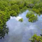Mangroven Kenia