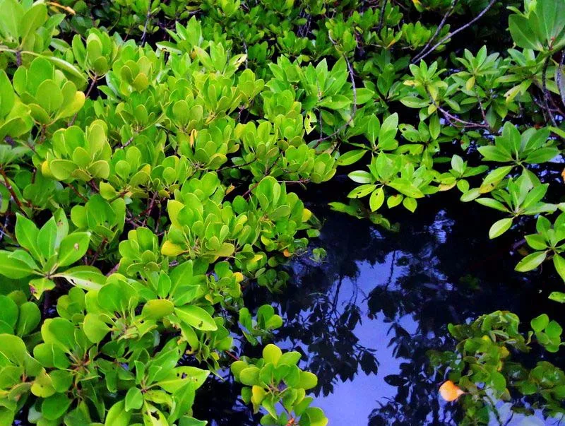 Mangrovenwald Kenia