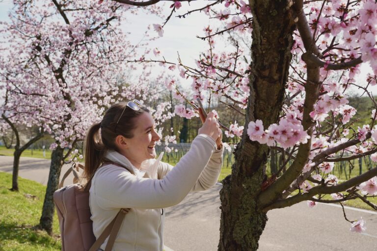 Julia Bergold fotografiert die Mandelblüte in der Pfalz