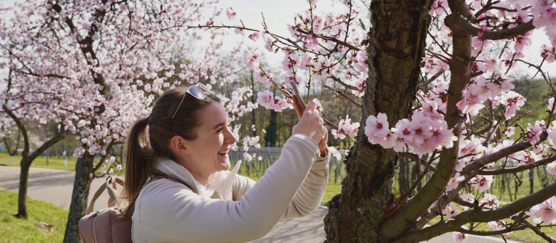 Julia Bergold fotografiert die Mandelblüte in der Pfalz