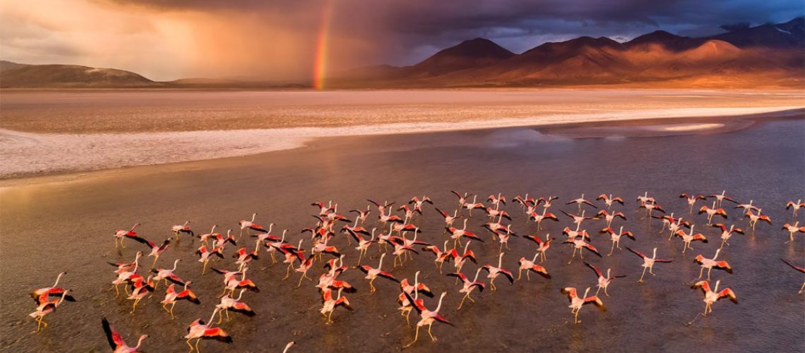 Ein Foto von Fotograf Stefan Forster zeigt Flamingos in Chile, Referent bei der Mundologia 2022 in Freiburg